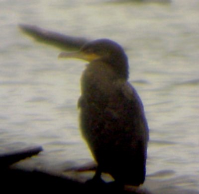 Neotropic Cormorant - 4-25-10 ONeal Lake -