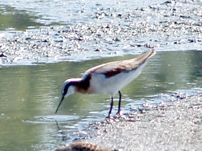 Wilsons Phalarope - 4-28-10 Ensley female