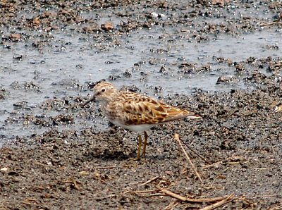 Least Sandpiper - 5-2-10 Ensley 2