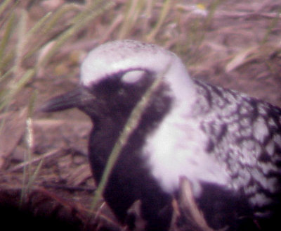 Black-bellied Plover - 5-8-10 Lake Co. Ridgley
