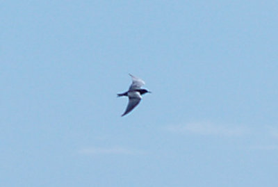 Black Tern - 5-8-10 - Lake Co.