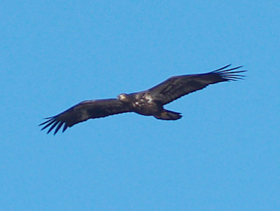 Bald Eagle - 5-8-10 Juvenile