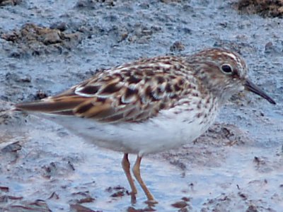 Least Sandpiper - 5-9-10 - Ensley.jpg