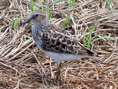 Least Sandpiper - 5-9-10 Ensley 4.jpg