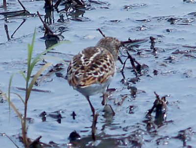 Least Sandpiper - 5-9-10 Ensley 8.jpg