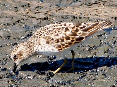 Least Sandpiper - 5-4-10 Ensley 4.jpg