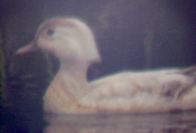 Wood Duck - 5-15-10 leucistic hen.