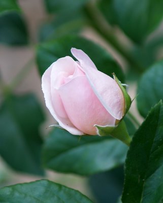 House - Flowers - 5-12-10 Heritage Rose Bud