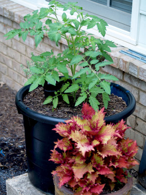 House - Flowers - 5-12-10 Bonnie Hybrid Tomato