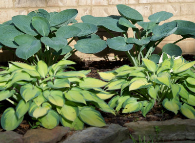 House - Flowers - 5-17-10 Hosta Bed.