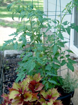 House - Flowers - 6-1-10 -Bonnie Tomato -  at  6 weeks - 3ft and 12 green tomatoes.