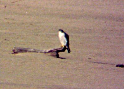 Peregrine Falcon - adult - MS RV - 11-12-05.jpg