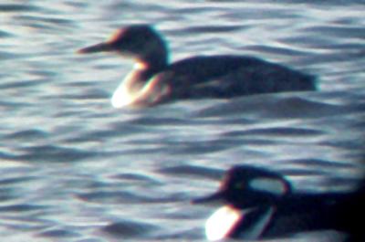 Red-necked Grebe - 11-12-05 Big Sandy