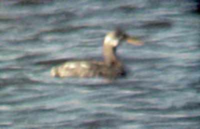 Red-necked Grebe - 11-12-05