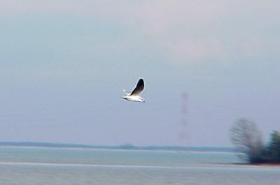 Little Gull - adult in flight 12-28-03. Alabama