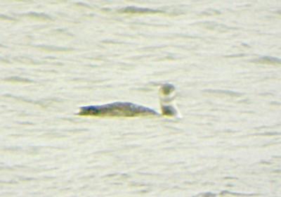 Yellow-billed Loon - 11-26-05 Port Road