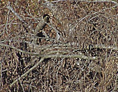 Black-throated Sparrow - Lincoln Co TN. 1-calling.jpg