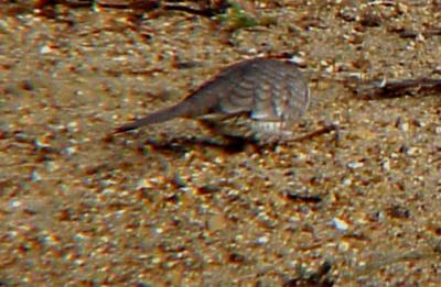 Inca Doves and Golden-crowned Sparrow in Tennessee