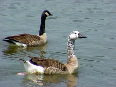 Canada-domestic Goose Hybrid - .jpg