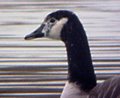 Lesser Canada Goose - whitish face