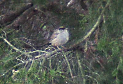 Golden-crowned Sparrow - 12-26-05