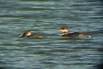 Red-necked Grebe - pair resting 12-31-05