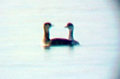 Red-neck Grebe - pair - face off 1-1-06