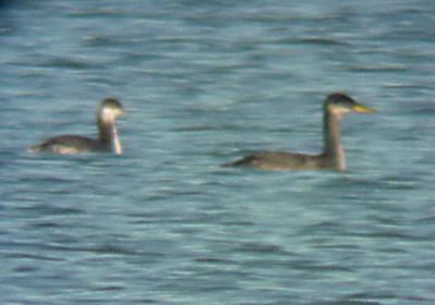 Red-necked Grebe and Horned Grebe -12-31-05