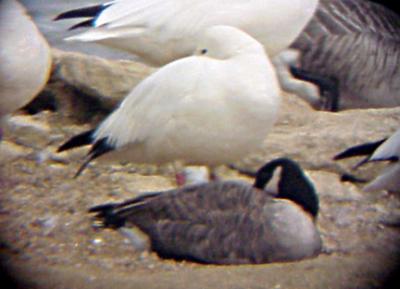 Ross's and small Cackling Goose - 1-4-06