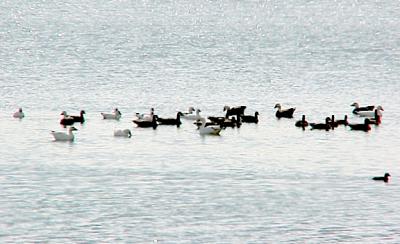 Ross's-Cackling-Snow Geese 1-4-06