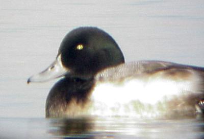 Greater Scaup - ecilpse plumaged male