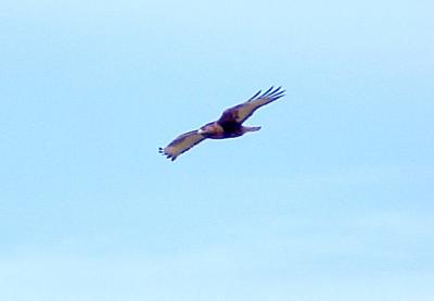 Red-tailed Hawk - adult rufous morph - 1-29-06 sailing.jpg