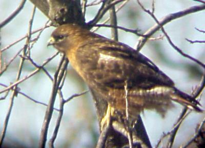 Red-tailed Hawk - adult rufous morph - 1-29-06.jpg