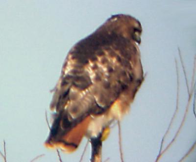 Red-tailed Hawk - western / calurus - Ensley  1-29-06