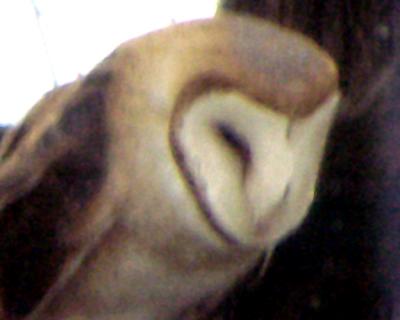 Barn Owl - 1-29-06 - MS