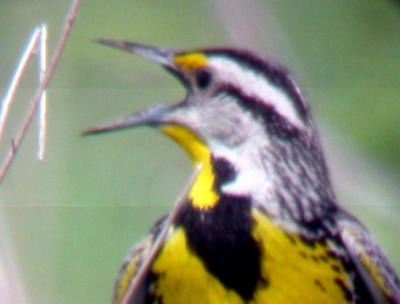 Eastern Meadowlark - male on territory.jpg