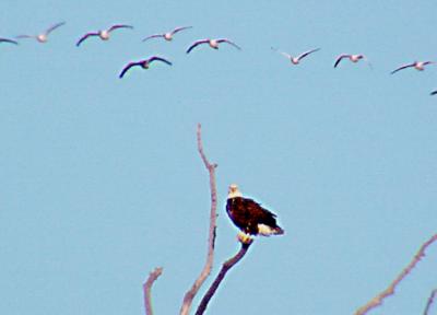 Bald Eagle with Geese in Tunica, Co, MS