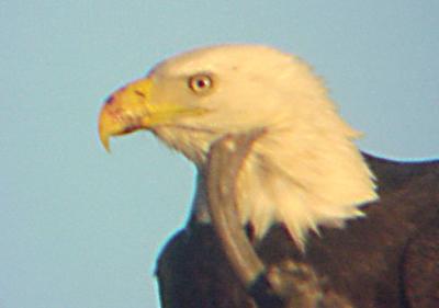 Bald Eagle - Tunica - 2-4-06