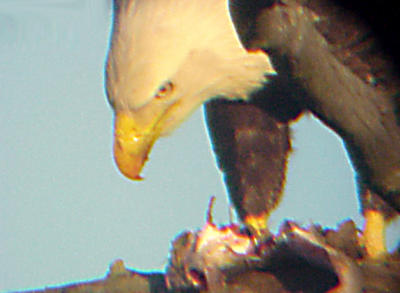 Bald Eagle - Tunica with catfish