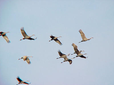 Sandhill Cranes 12-31-04 MS