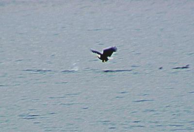 Bald Eagle - Coot Hunt -