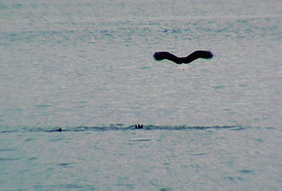 Bald Eagle - Coot Hunt -