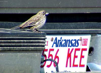 Lark Bunting - AR- Bumper Bird