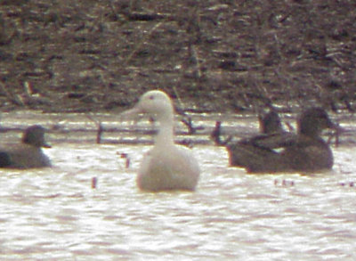 Northern Pintail - albinistic - front - 12-31-06