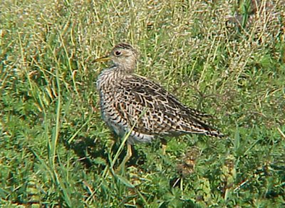 Upland Sandpiper - Ensley - 4-7-07 -10