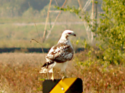 Red-tailed -Kriders 11-4-07 Ensley - perched
