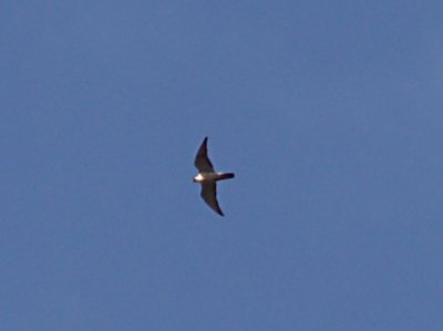 Peregrine Falcon in flight - 7-22-07 - Ensley