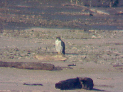 Peregrine Falcon - 11-4-07 Dacus Bar