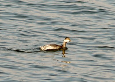 Eared Grebe - Rocky Point - Pace Point - Henry Co. TN 11-10-07
