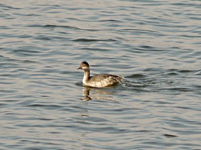 Eared Grebe - Rocky Point - Pace  Point - Henry Co. TN